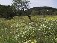 Wiese im Hinterland von Es Portitxol